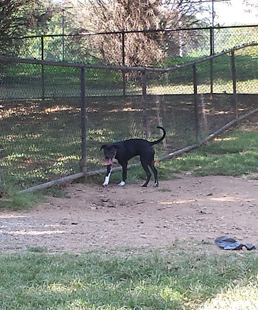 Big Turtle Dog Park