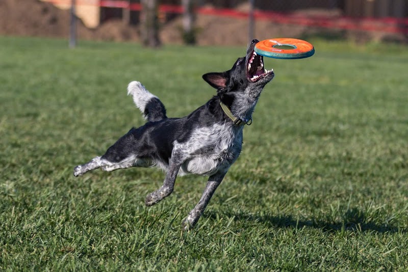 Oakdale Dog Park - Oakdale, CA