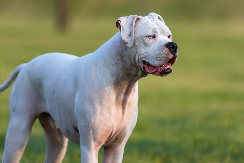 Oakdale Dog Park - Oakdale, CA