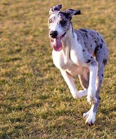 Oakdale Dog Park - Oakdale, CA