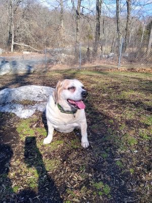Montville Dog Park