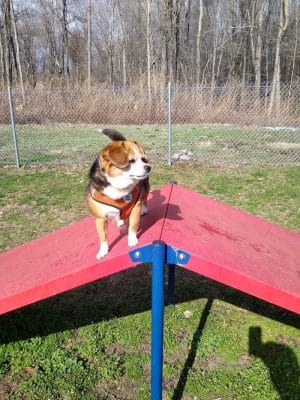 Montville Dog Park