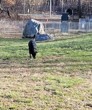 Montville Dog Park