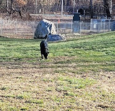 Montville Dog Park