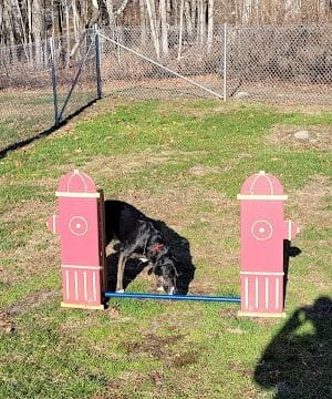 Montville Dog Park
