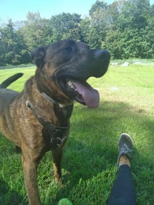 Montville Dog Park