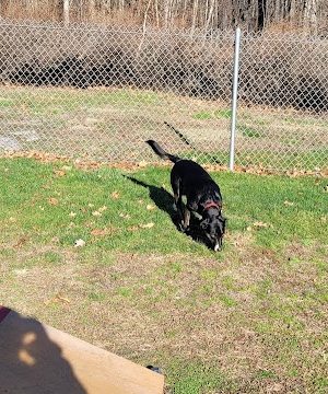 Montville Dog Park