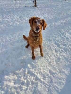 Oakdale Bark Park