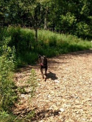 Oakdale Bark Park