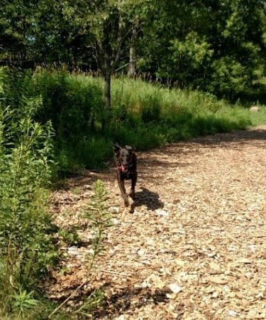 Oakdale Bark Park