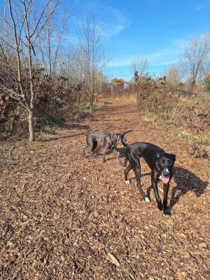 Oakdale Bark Park