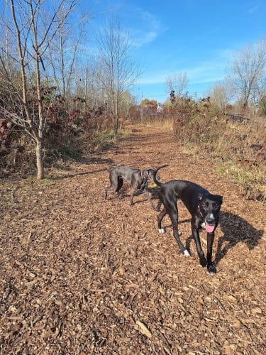 Oakdale Bark Park