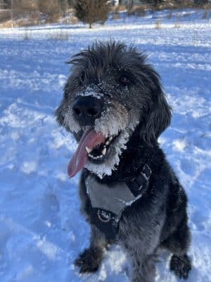 Oakdale Bark Park