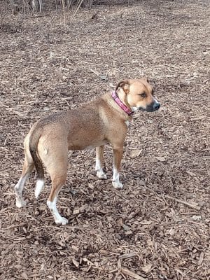 Oakdale Bark Park