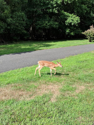 Joe Palaia Park Addition