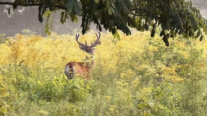 Weltz Conservation Area - Oakhurst, NJ
