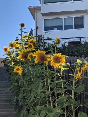 Sunflower Path
