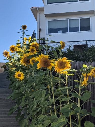 Sunflower Path