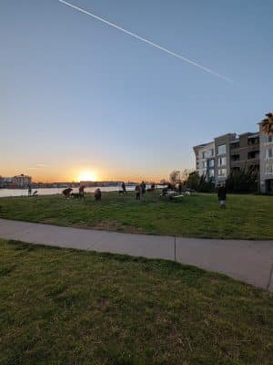 Dog Play Area at The Landing