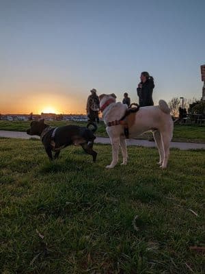 Dog Play Area at The Landing