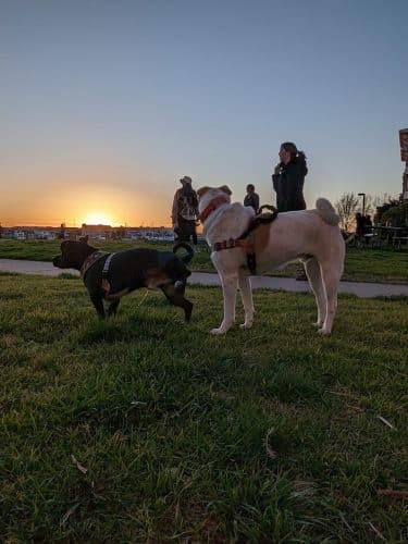 Dog Play Area at The Landing