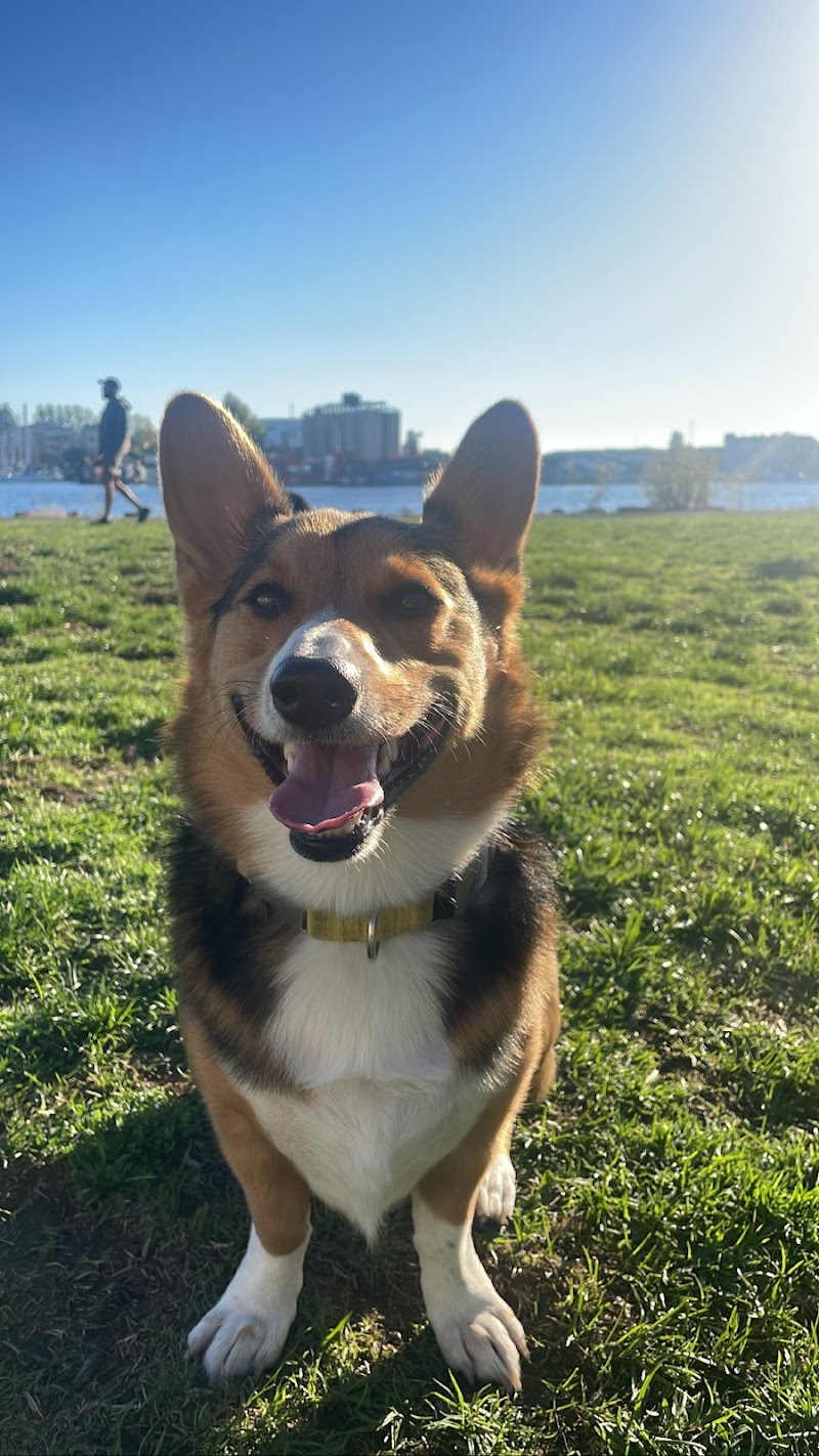 Dog Play Area at The Landing - Oakland, CA