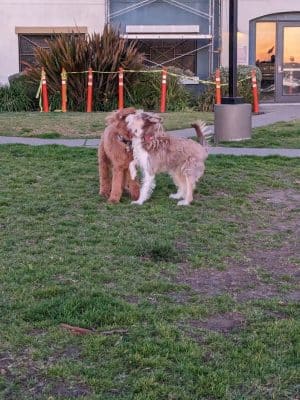 Dog Play Area at The Landing