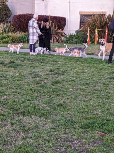 Dog Play Area at The Landing