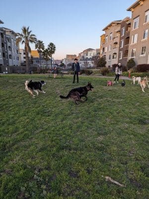 Dog Play Area at The Landing
