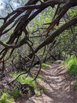 Dunn Trail