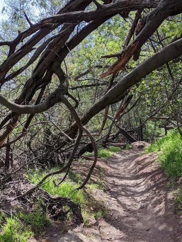 Dunn Trail