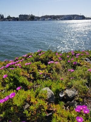 Estuary Park