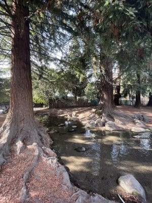Frog Park