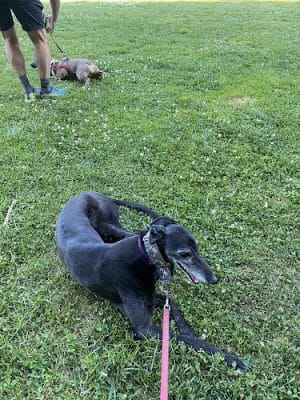Hardy Dog Park