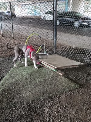 Hardy Dog Park