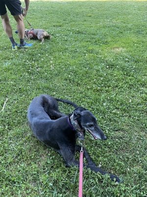 Hardy Dog Park