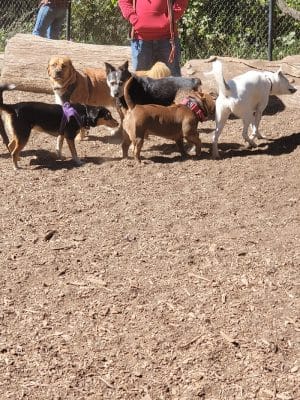 Joaquin Miller Dog Park
