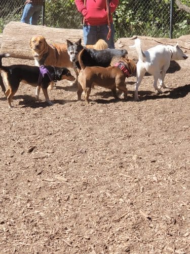 Joaquin Miller Dog Park