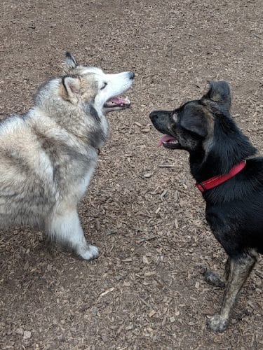 Joaquin Miller Dog Park