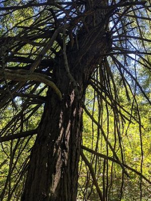 Joaquin Miller Dog Park