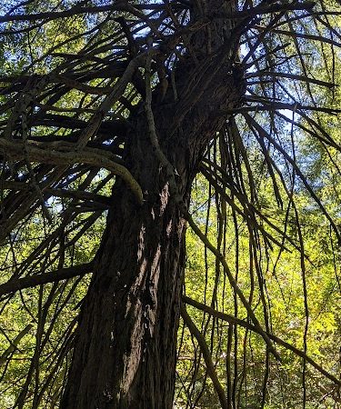 Joaquin Miller Dog Park