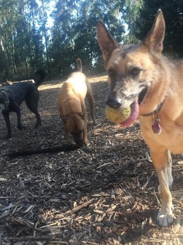 Joaquin Miller Dog Park