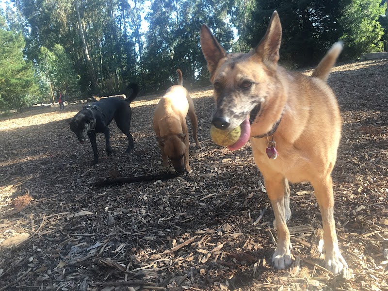 Joaquin Miller Dog Park - Oakland, CA