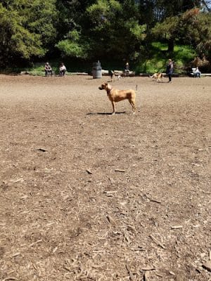 Joaquin Miller Park