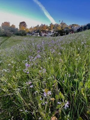 King Estate Open Space Park