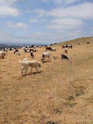 King Estate Open Space Park