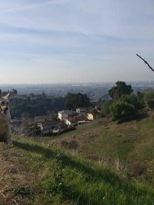 King Estate Open Space Park
