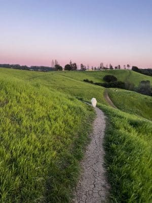 King Estate Open Space Park