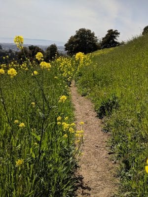 King Estate Open Space Park