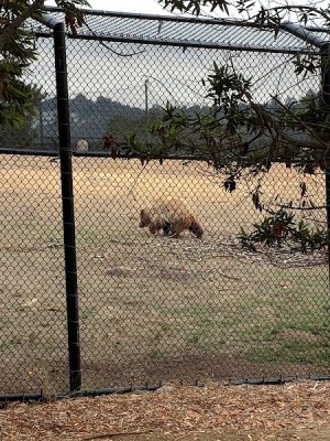Knowland Park